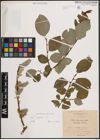 Foto von Salix caprea L.